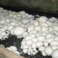 Как заработать на шампиньонах?