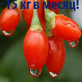 Вот так худеют за неделю! 