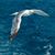 Sofiya Seagull