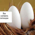 ПОТЕНЦИЯ!Препарат«Золотой конек»