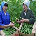 Новое слово в выращивании огурцов!